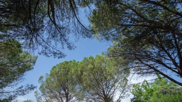 Időszakos felvételek fákról és felhőkről az égen — Stock videók