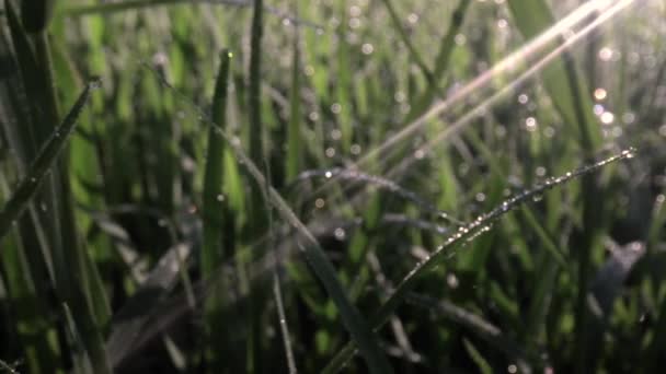 Макропленка капель росы на травинке — стоковое видео