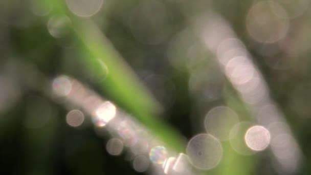 Macro film of dew drops on blade of grass — Stock Video