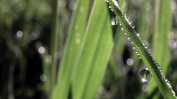 Macro film of dew drops on blade of grass — Stock Video