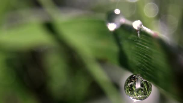 Macro film of a dew drop on blade of grass — Stock Video