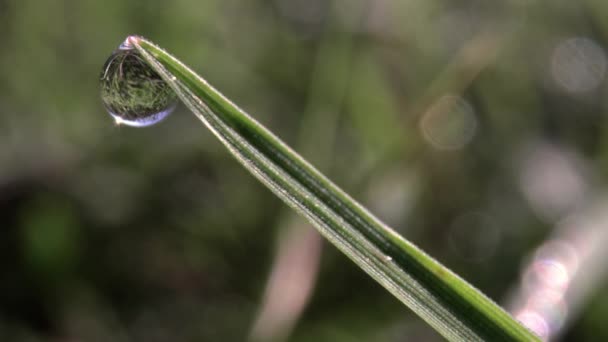 Film makro kropli rosy na źdźbło trawy — Wideo stockowe