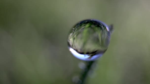 Macro film of a dew drop on blade of grass — Stock Video