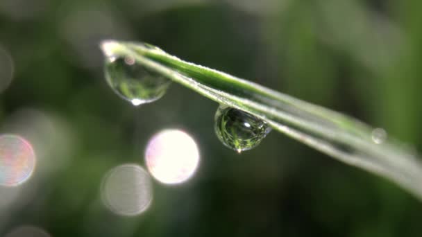 Macro film van een dauwdruppel op grassprietje — Stockvideo