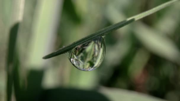 Makrofilm eines Tautropfens auf einem Grashalm — Stockvideo