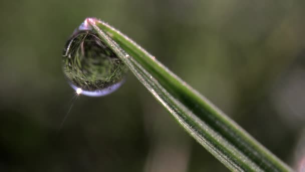 Макропленка капли росы на травинке — стоковое видео