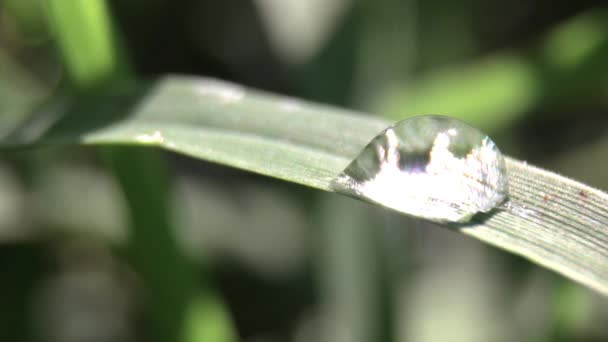 Filme macro de uma gota de orvalho na lâmina de grama — Vídeo de Stock