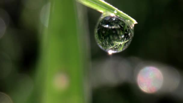 Makro film kapky rosy na stéblo trávy — Stock video