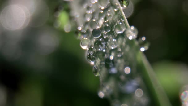 Macro film of a dew drops on grass — Stock Video