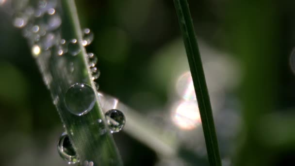 Macro film of a dew drops on grass — Stock Video