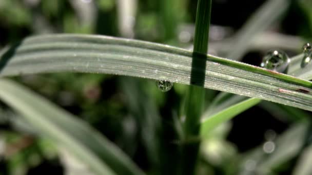Macro film of a dew drops on blades of grass — Stock Video