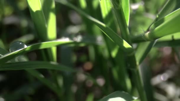 Filme macro de uma gota de orvalho na lâmina de grama — Vídeo de Stock