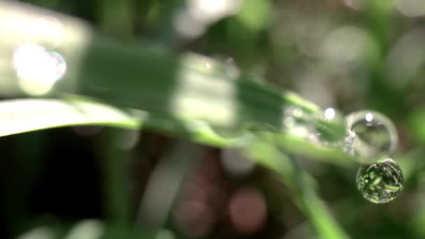 Película macro de una gota de rocío en la hoja de hierba — Vídeo de stock