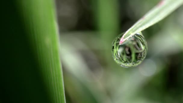 Película macro de una gota de rocío en la hoja de hierba — Vídeos de Stock