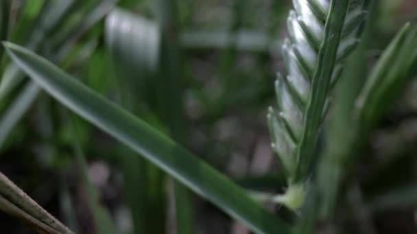 Macro film of blades of grass — Stock Video