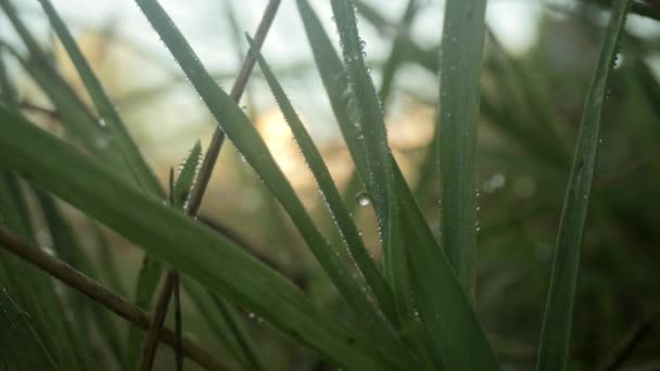 Macro film of dew drops on blade of grass — Stock Video