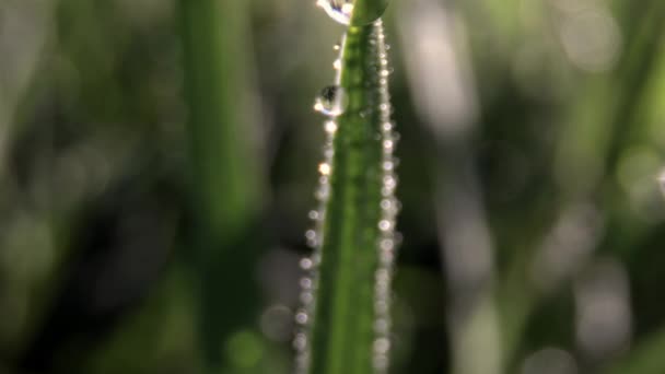 Macro film of dew drops on blade of grass — Stock Video