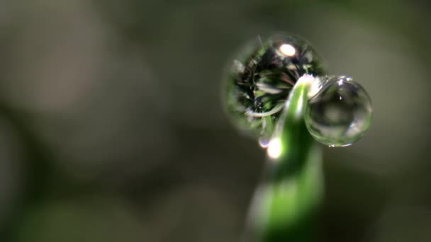 풀 잎사귀 위에 이슬이 떨어지는 모습을 찍은 매크로 필름 — 비디오