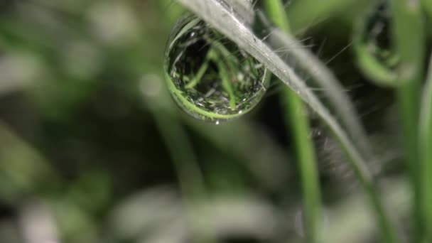 Макроплівка падіння роси на травинці — стокове відео
