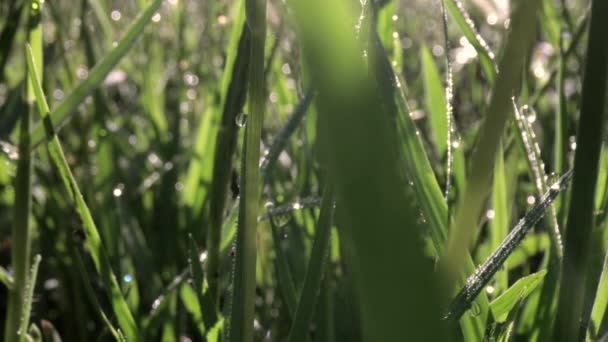 Макрофільм про краплі роси на лопатях трави — стокове відео