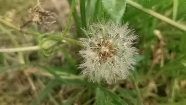 Повільні кадри руху голови насіння кульбаби у вітрі — стокове відео