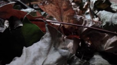Kahverengi sonbahar yapraklarının arasından uç.