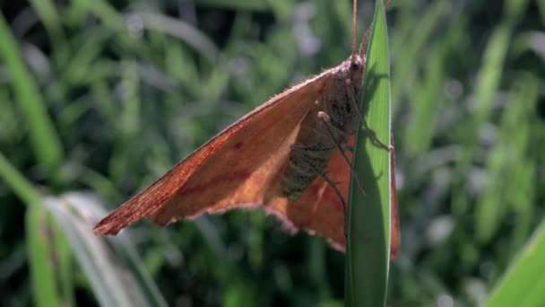 Macro ravvicinato di falena su foglia — Video Stock