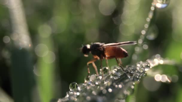 Закрыть макро насекомого на листе с утренней росой — стоковое видео