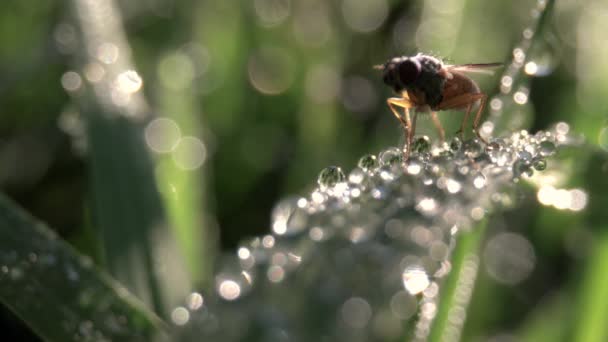 Close up macro van insect op blad met ochtenddauw — Stockvideo