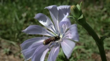Çiçekteki böceğin makroyu kapat