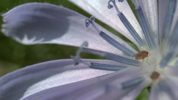 Закрыть макрос насекомого на цветке — стоковое видео