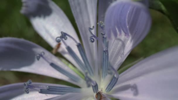 Macro ravvicinato di insetto su fiore — Video Stock