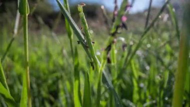 Kamera tarladaki yabani otların arasında hareket ediyor