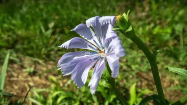 太陽の下での花の時間経過映像 — ストック動画