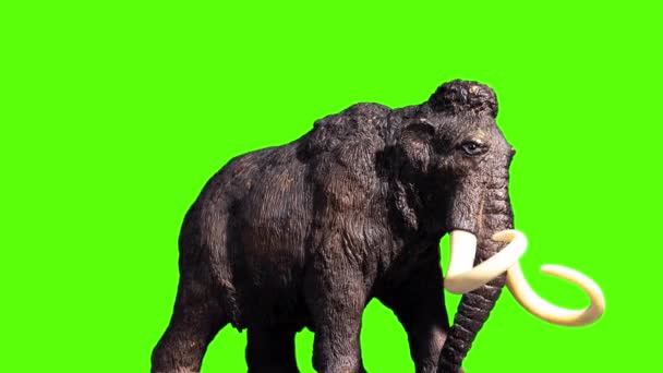 Mammoth against plain black background — Stock Video