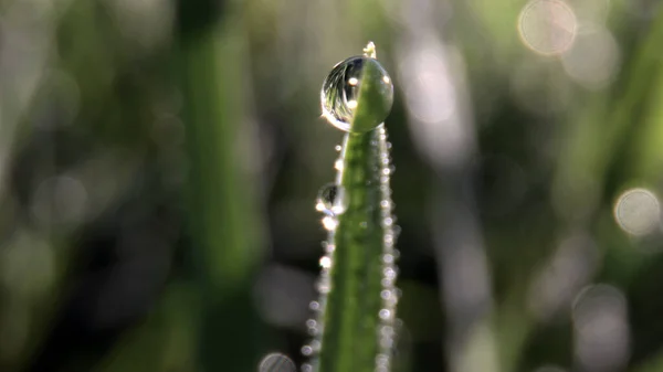 Image Gros Plan Extrême Herbe Verte Humide Avec Lumière Soleil — Photo