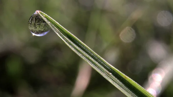 Extreme Close Image Wet Green Grass Sunlight Shining Beads Dew — Stock Photo, Image