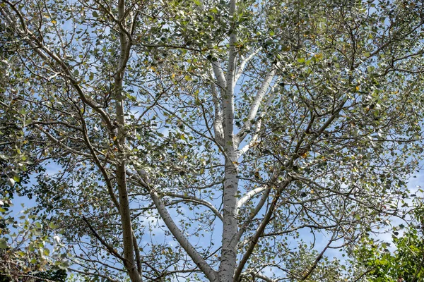 白杨树映衬天空的图像 — 图库照片