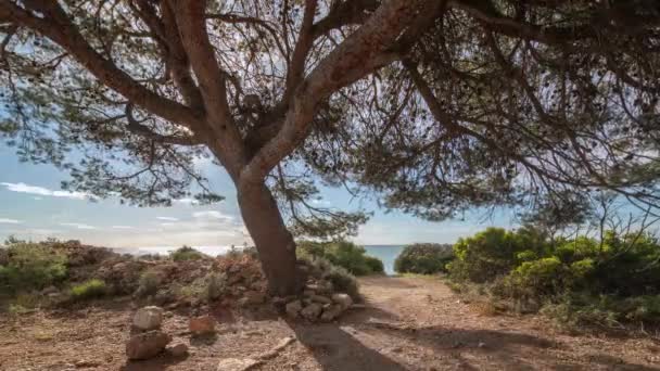 Зацикленное видео облаков, движущихся в небе за деревом в Средиземном море — стоковое видео