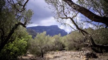İspanya dağlarında zeytin ağaçlarıyla zaman geçirmek