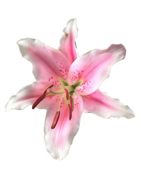 Lily beyaz zemin üzerine