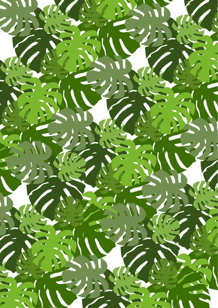 Swiss Cheese Plant Leaves — Stock Photo, Image