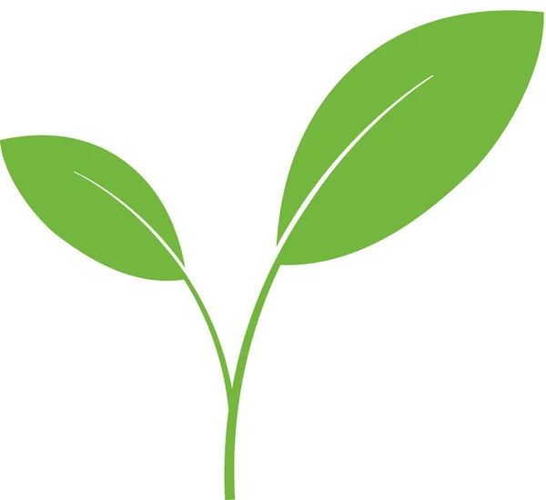 Zelená Rostlina Střílet Bílém — Stock fotografie
