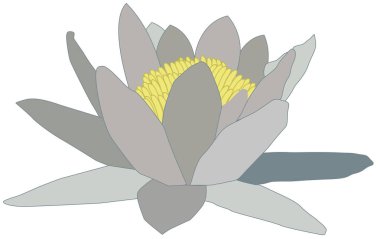 Beyaz arkaplanda nilüfer çiçeği