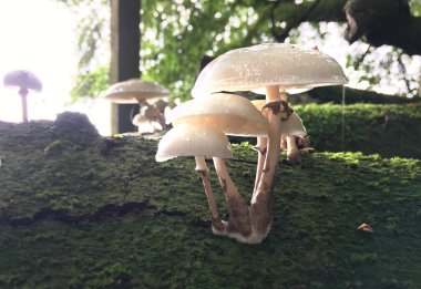 Karanlık Orman içinde mantar