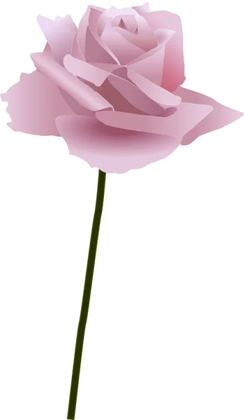 白の図のピンクのバラ — ストック写真