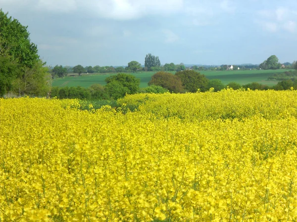 Dziedzinie Żółty Rzepak — Zdjęcie stockowe