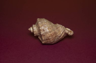 Deniz kabuğu deniz kabuğu sarmal plaj okyanusu kırmızı zemin üzerinde