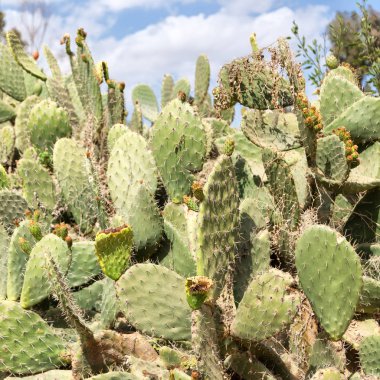Etiyopya'da Afrika kaktüs bitki doku gökyüzü artalanları soyut gibi