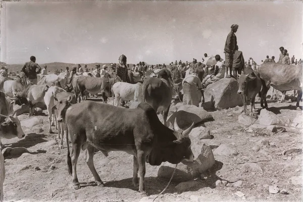 Etiyopya Bablile Ocak 2018 Hayvan Pazar Inek Sürü Kimliği Belirsiz — Stok fotoğraf